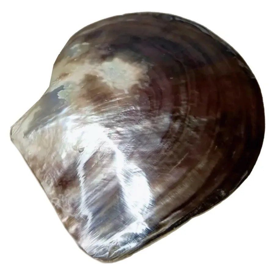 Блюдо сервировочное Shell Gold is Cold - Фото миниатюра 2